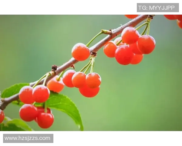 周丽独家分享网球心得与技巧助你提升球技的全面指南